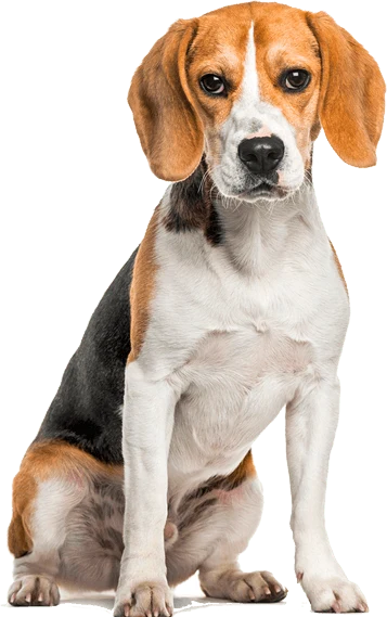 Beagle tricolore assis, oreilles tombantes
