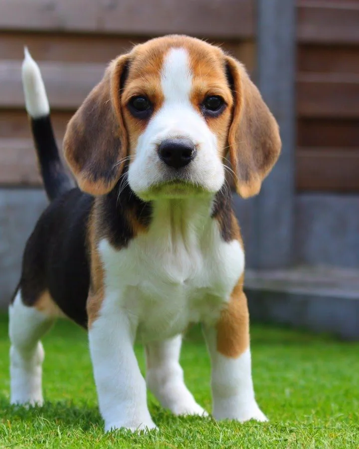 Jeune beagle tricolore debout dans l’herbe