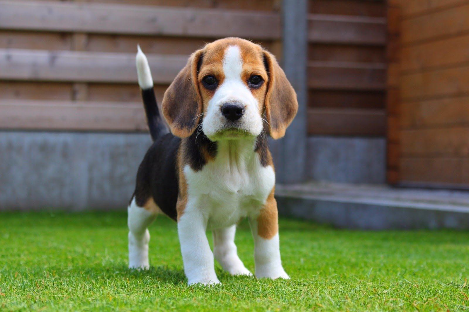 L'alimentation du Beagle : comment bien nourrir son Beagle ?