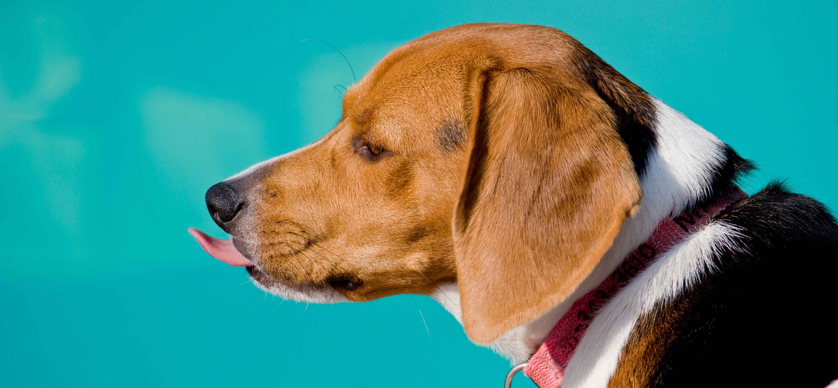 Présentation du beagle : quels sont ses caractéristiques ?