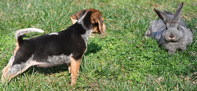 Conseils pour dresser son Beagle pour la chasse
