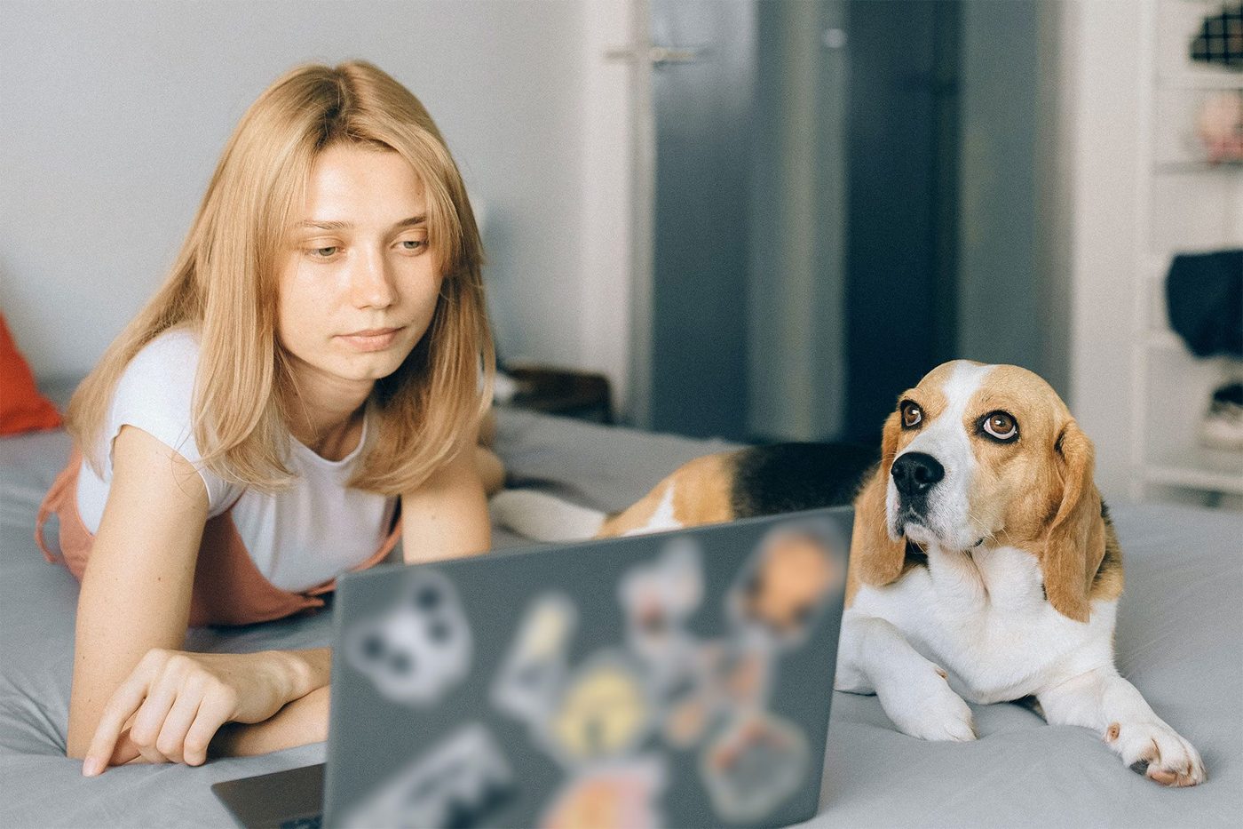 Assurance : les points à regarder pour votre Beagle