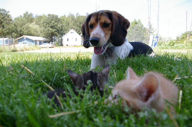 Beagle joue avec un chat