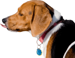 beagle regardant a gauche