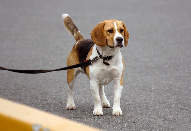 Beagle tenu en laisse