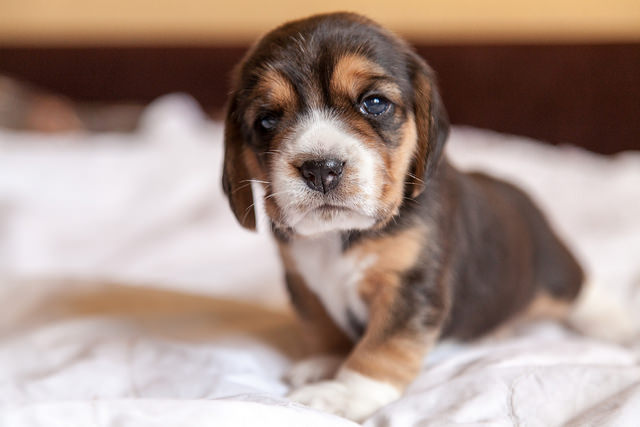 chiot beagle