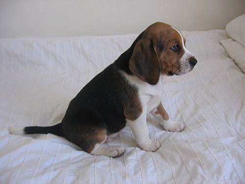 Chiot Beagle sur un canapé