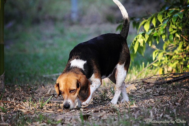 Le beagle à du flair