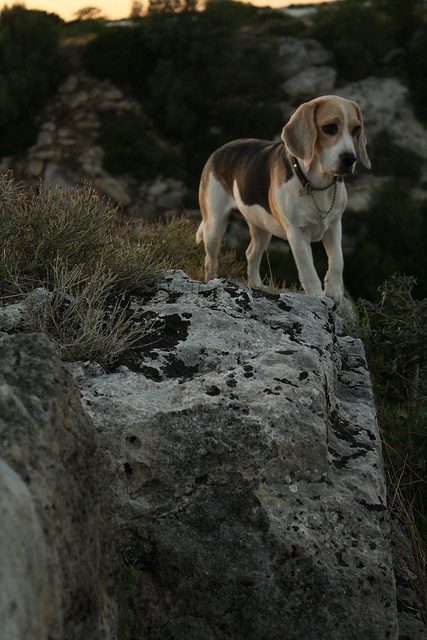 Beagle en promenade