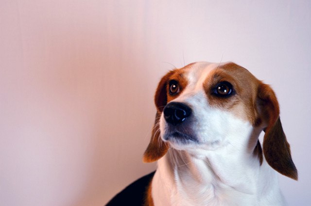 Le beagle en chien en bonne santé