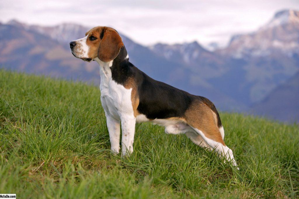 Le Beagle Caract re Sant Prix De Ce Chien De Chasse le-beagle-caract-re-sant-prix-de-ce-chien-de-chasse