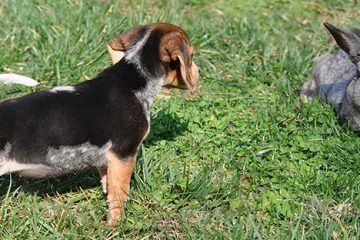 Beagle face à un lapin