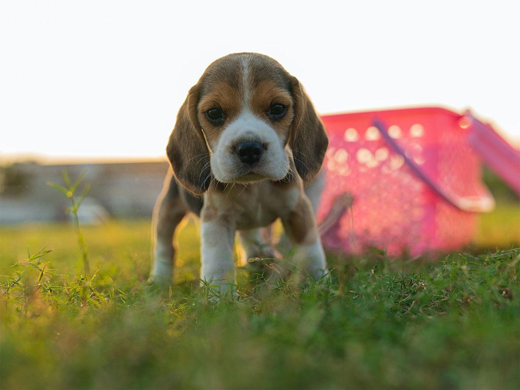 assurer un beagle chiot