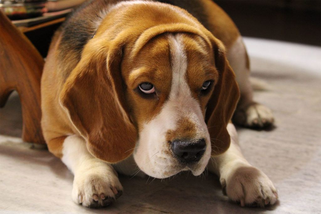 Obésité du Beagle